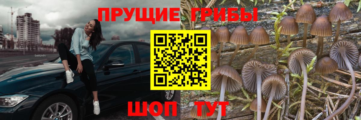Выборг  Псилоцибиновые грибы Magic Shrooms  Псилоцибиновые грибы Psilocybe  Вход с VPN 